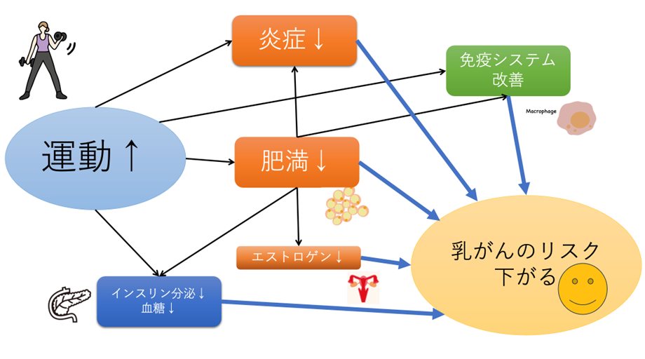 運動ががんのリスクを下げるのはなぜ？